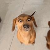 DƬ